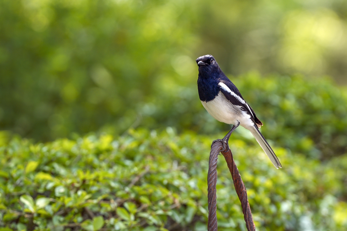 Parks & Nature at SRHU
